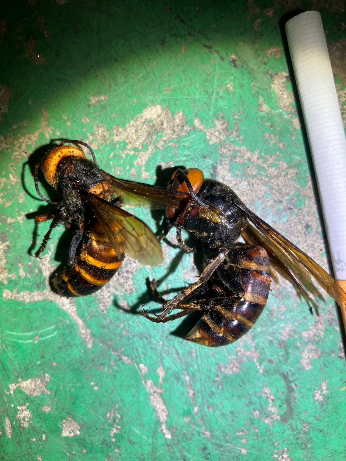 駆除したスズメバチの様子