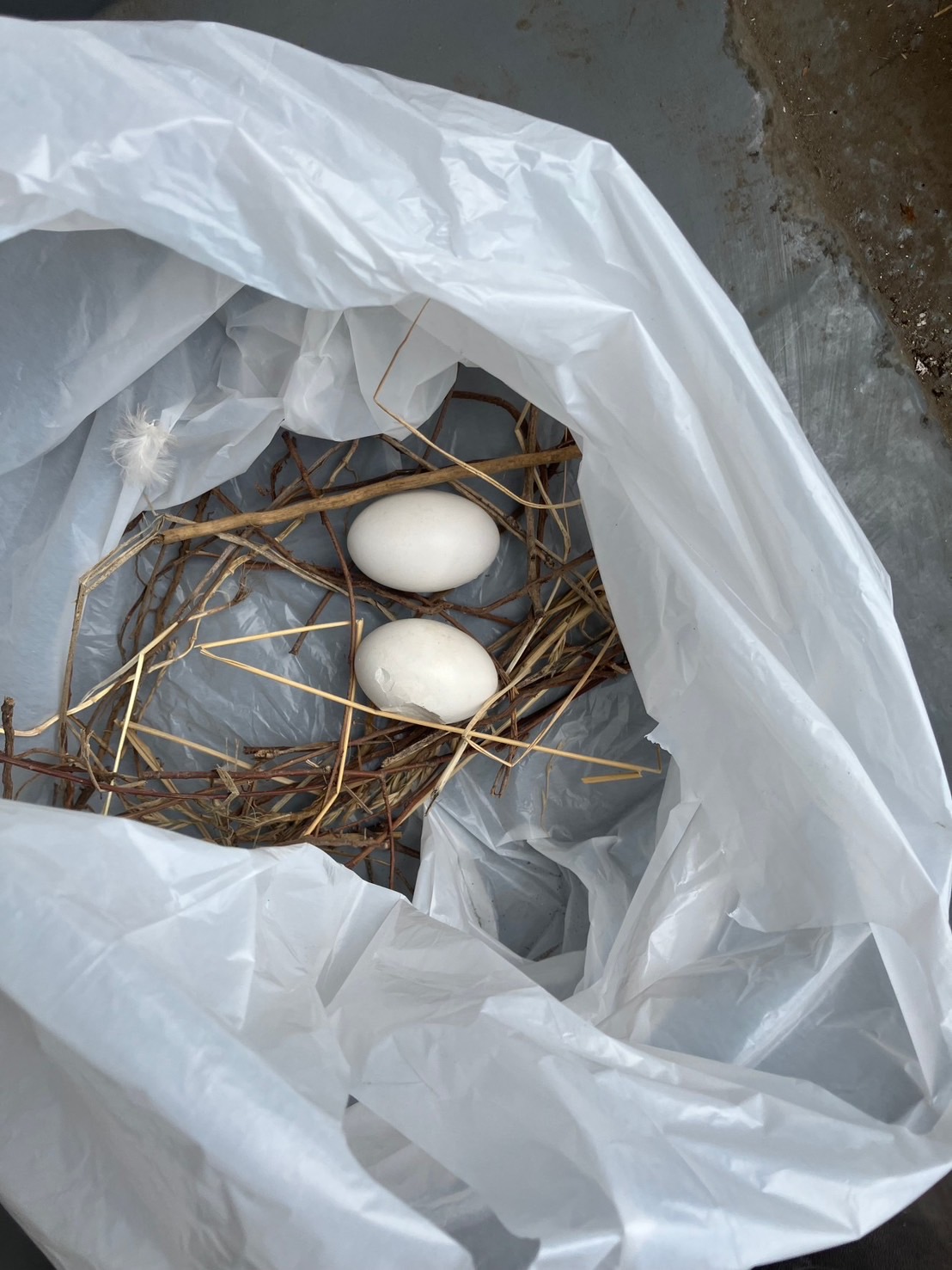 回収した鳥の巣の様子