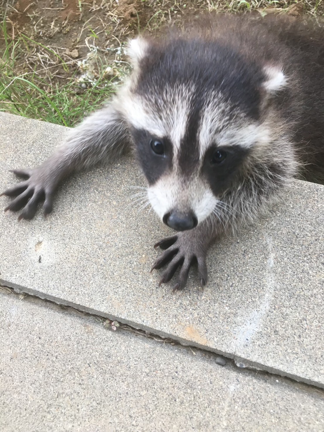 野生動物の確認例